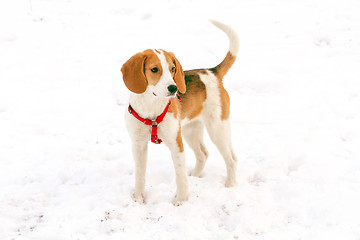 Image showing Happy hound dog are running outdoors in white snow