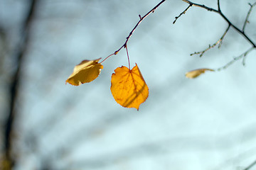 Image showing Lonely orange leaf on the branch