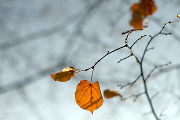 Image showing Lonely orange leaf on the branch