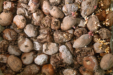 Image showing Pile of rotting potatoes waste