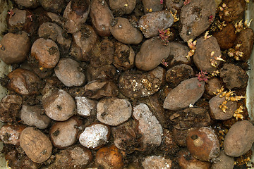 Image showing Pile of rotting potatoes waste