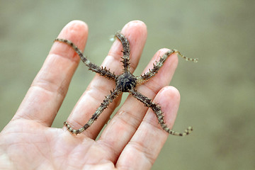 Image showing Scary starfish in the hand