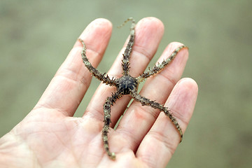 Image showing Scary starfish in the hand