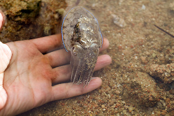 Image showing Sea cuttlefish is swimming in the water