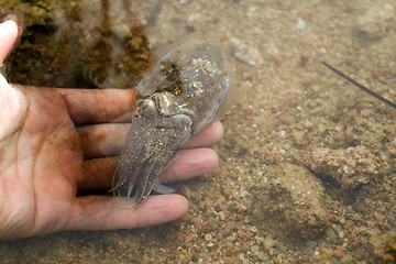 Image showing Sea cuttlefish is swimming in the water