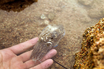 Image showing Sea cuttlefish is swimming in the water