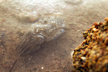 Image showing Sea cuttlefish is swimming in the water