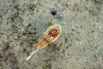 Image showing Sea cuttlefish is swimming in the water