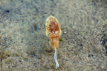 Image showing Sea cuttlefish is swimming in the water