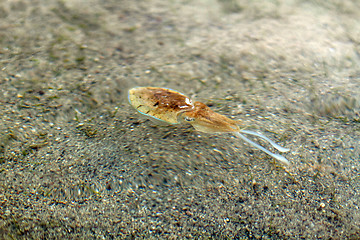 Image showing Sea cuttlefish is swimming in the water