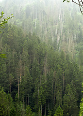 Image showing Spruce trees if fog