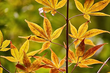 Image showing Autumn tree leaves