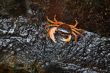 Image showing Japanese Freshwater Crab