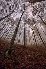 Image showing Bare trees against gloomy sky