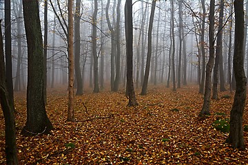 Image showing Autumn Forest Fog