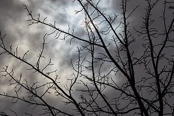 Image showing Bare tree branches