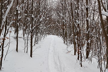 Image showing Winter forest path