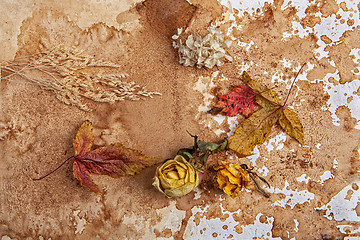 Image showing Autumn Leaves