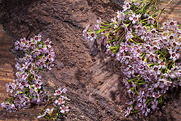 Image showing Little Pink Flowers