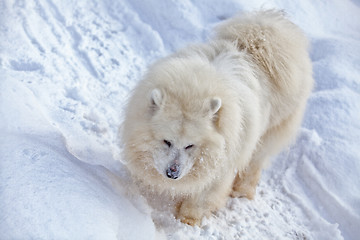 Image showing Running Samoyed