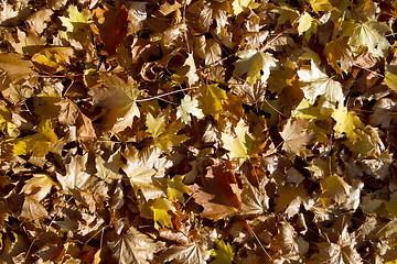 Image showing Autumn leaves