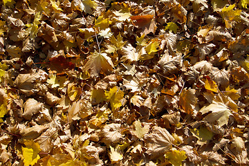 Image showing Autumn leaves