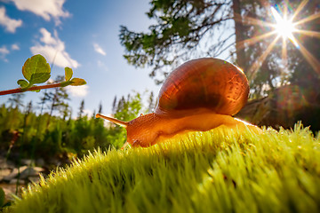 Image showing Snail slowly creeping along super macro close-up