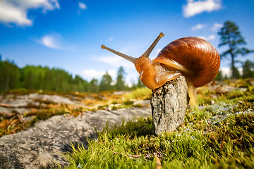 Image showing Snail slowly creeping along super macro close-up