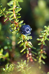 Image showing Empetrum nigrum, crowberry, black crowberry, in western Alaska, 