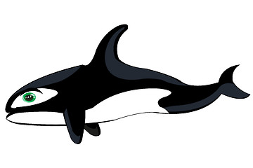 Image showing Whale killer whale on white background is insulated