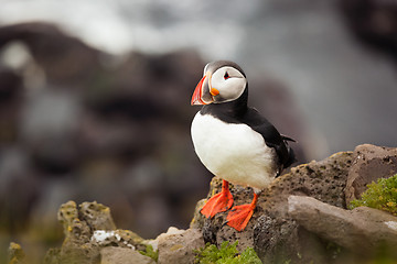 Image showing Atlantic Puffin