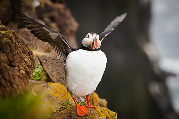 Image showing Atlantic Puffin