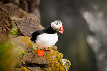 Image showing Atlantic Puffin