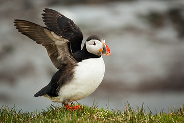 Image showing Atlantic Puffin