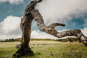 Image showing Ancient tree