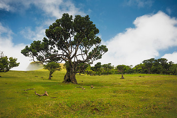 Image showing Ancient trees 