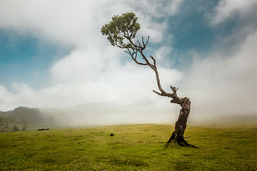 Image showing Ancient tree