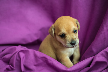 Image showing Brown puppy in purple fabric