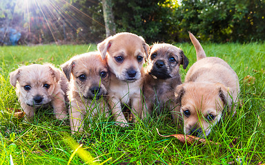 Image showing Five brown puppies in the grass