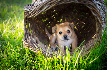 Image showing Brown puppy in wicker basket