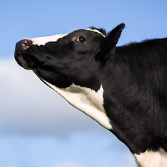 Image showing cow with head in the air