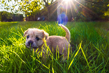 Image showing Brown puppy in enlightened grass