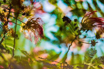 Image showing Albizia julibrissin or silk tree in blossom