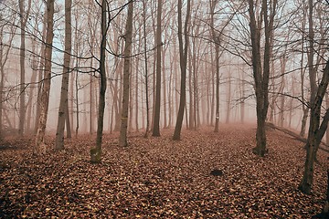 Image showing Autumn forest mist