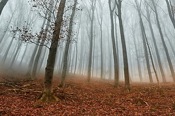 Image showing Autumn Forest Fog