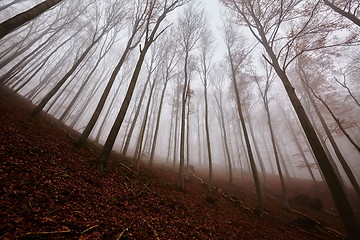 Image showing Autumn Forest Fog