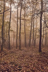 Image showing Misty autumn forest fog