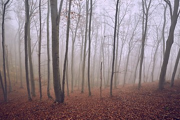 Image showing Autumn Forest Fog