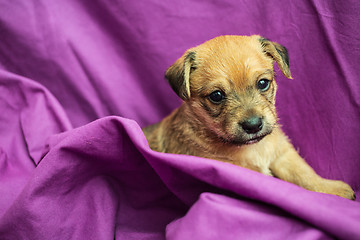 Image showing Cute puppy in purple fabric