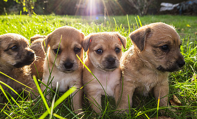 Image showing Four brown puppies in the grass